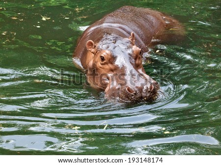 hippo / The hippopotamus, or hippo, mostly herbivorous mammal in sub-Saharan Africa.