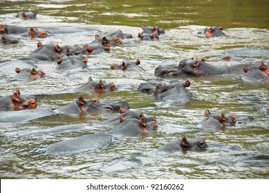 Hippo, Ishasha river, Queen Elizabeth National Park, Uganda