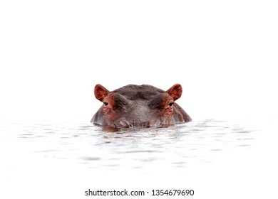 Hippo Isolated Lurking Out Of Water