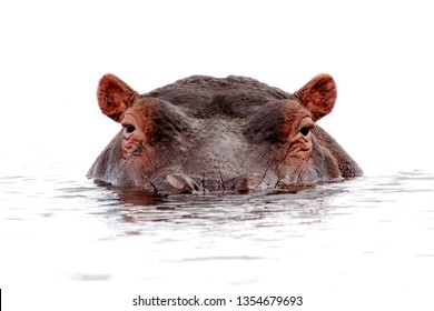 Hippo Isolated Lurking Out Of Water Close
