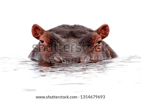 Hippo isolated lurking out of water close
