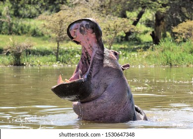 Hippo Jumps Out Of The Water Threatening To Attack. Lake Naivasha In Kenya.