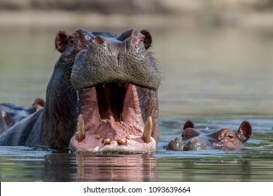 Hippo in a lagoon in the Okavango Delta, Botswana