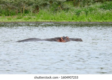 Hippo In Lake Naivasha National Park In Kenya