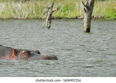 Hippo In Lake Naivasha National Park In Kenya