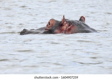 Hippo In Lake Naivasha National Park In Kenya