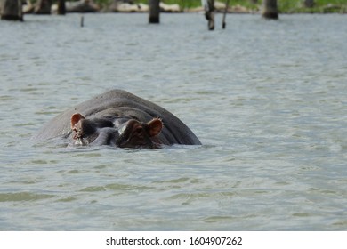 Hippo In Lake Naivasha National Park In Kenya