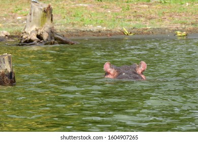 Hippo In Lake Naivasha National Park In Kenya