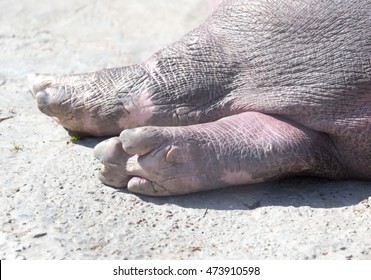 hippo-legs-park-on-nature-260nw-47391059