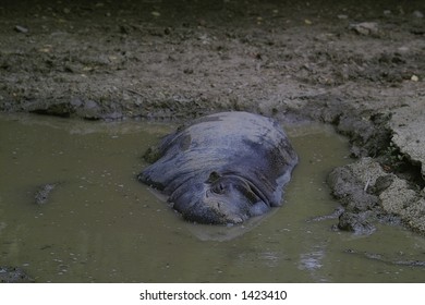 Hippo At Lincoln Park Zoo