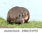 Hippo male in the wild met in Amboseli National Park, Kenya