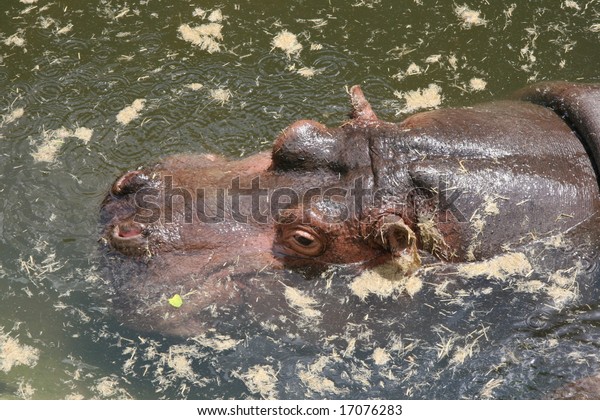 Hippo Maubeuge Zoo Stock Photo Edit Now 17076283