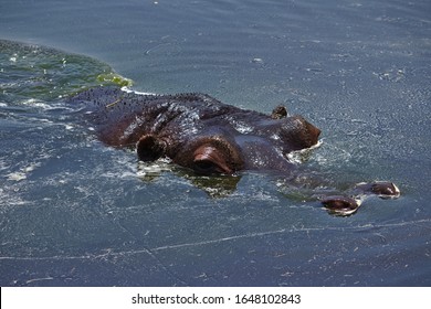 Hippo Mostly Underwater At Werribee Open Range Zoo