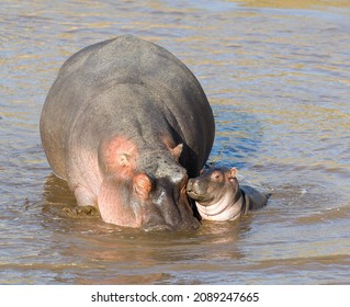 Hippo Mother With Baby Standing In The Water - Maasai Mara, Kenya