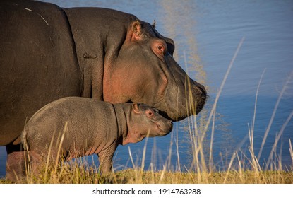 Hippo mother and new born baby in Eastern Cape