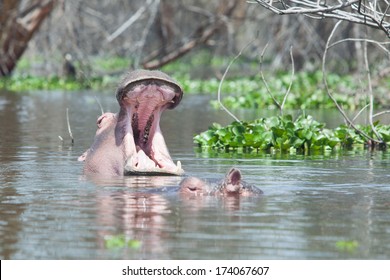 Hippo With Mouth Wide Open, Lake Naivasha, Kenya.