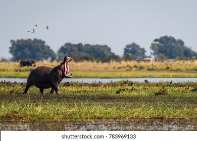 Hippo, with mouth wide open, running and dancing with small birds on the bank of the Chobe River, Botswana, Africa 