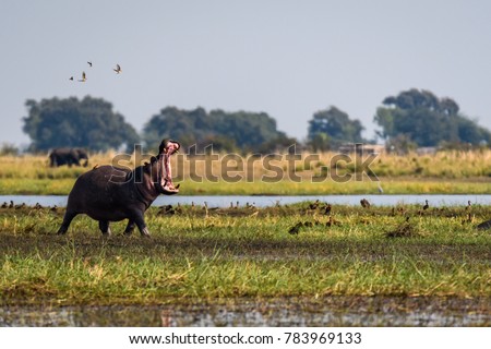 Hippo, with mouth wide open, running and dancing with small birds on the bank of the Chobe River, Botswana, Africa
