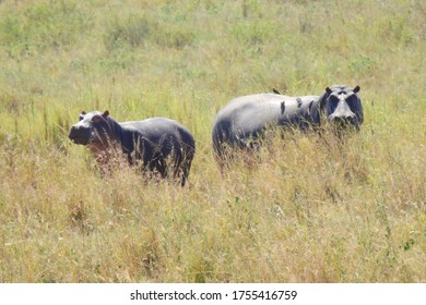 Hippo At Ngorongoro Crater, Tanzania