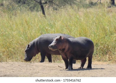 Hippo At Ngorongoro Crater, Tanzania