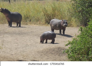 Hippo At Ngorongoro Crater, Tanzania