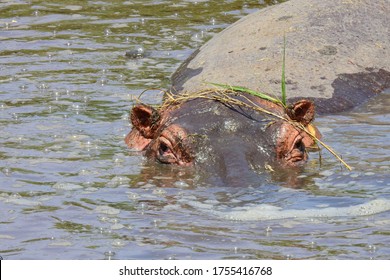 Hippo At Ngorongoro Crater, Tanzania