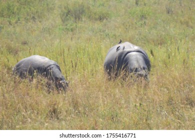 Hippo At Ngorongoro Crater, Tanzania