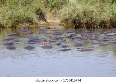 Hippo At Ngorongoro Crater, Tanzania