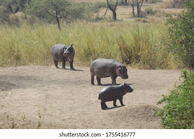 Hippo At Ngorongoro Crater, Tanzania