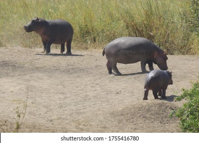 Hippo At Ngorongoro Crater, Tanzania