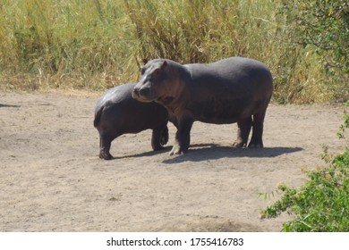 Hippo At Ngorongoro Crater, Tanzania