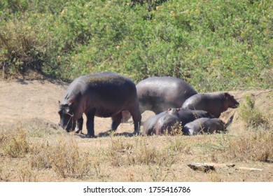 Hippo At Ngorongoro Crater, Tanzania