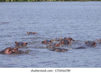 Hippo At Ngorongoro Crater, Tanzania