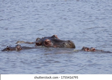 Hippo At Ngorongoro Crater, Tanzania