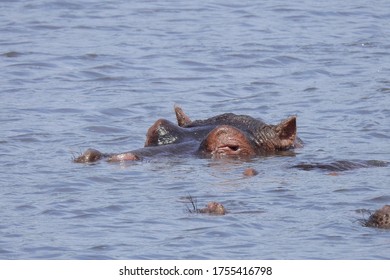 Hippo At Ngorongoro Crater, Tanzania