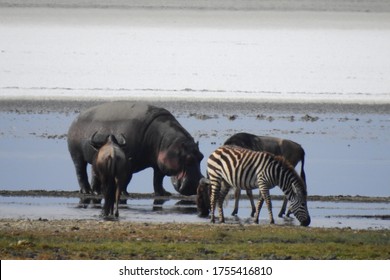 Hippo At Ngorongoro Crater, Tanzania