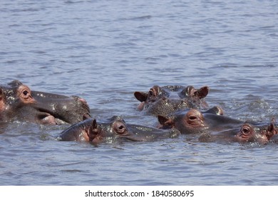 Hippo At Ngorongoro Crater, Tanzania