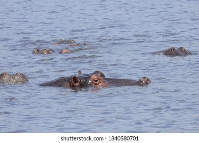 Hippo At Ngorongoro Crater, Tanzania