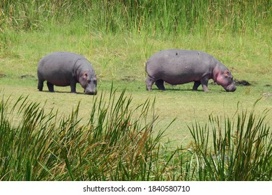 Hippo At Ngorongoro Crater, Tanzania