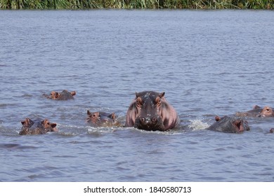 Hippo At Ngorongoro Crater, Tanzania