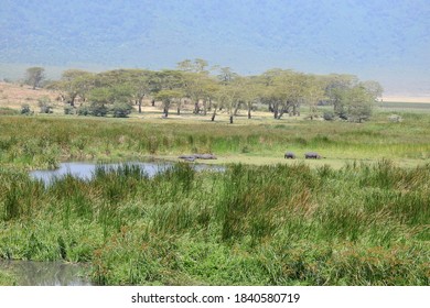 Hippo At Ngorongoro Crater, Tanzania