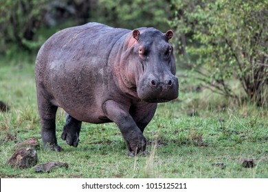 Hippo on the run on land in the Masai Mara National Park in Kenya - Shutterstock ID 1015125211