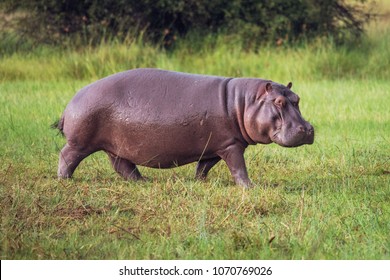 746 Hippo Run Images, Stock Photos & Vectors | Shutterstock