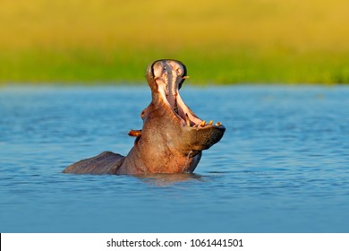 Hippo with open muzzle in the water. African Hippopotamus, Hippopotamus amphibius capensis, with evening sun, animal in the nature water habitat, Botswana, Africa.