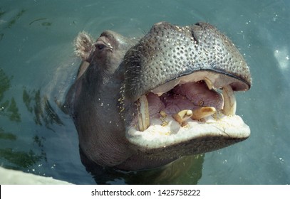 Hippo opens mouth while swimming.