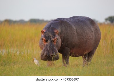 Hippo out the water to eat grass with inquisitive cattle egret, Botswana
