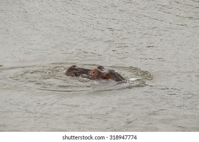 hippo peaking out of the river water