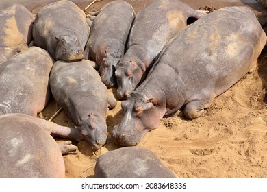 Hippo Pod Sleeping In The Sun 