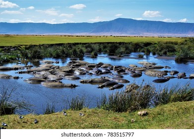 Hippo Pool, Ngorongoro Crater, Tanzania