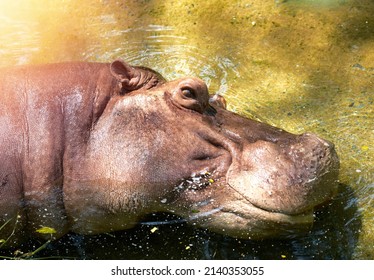 hippo potamus head lie down in river open eye a bit
